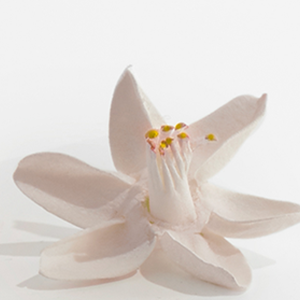 Kerastase Ingredients Neroli Oil For Hair