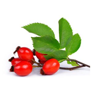 Kerastase Ingredients Rosa Canina For Hair