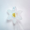 Edelweiss Flower