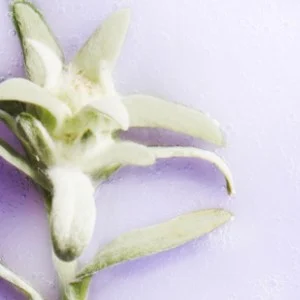Kerastase Ingredients Edelweiss Flower​