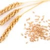 Wheat Protein Derivative