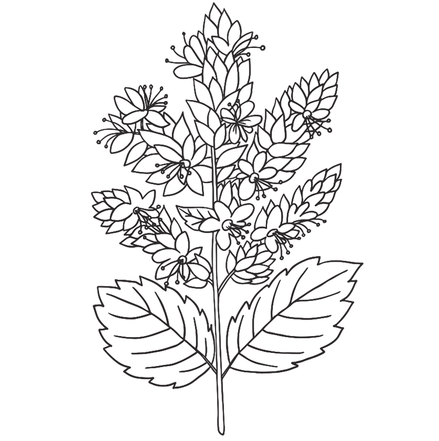 Kérastase Chronologiste anti aging haircare aging hair in need of hydration, volume, strength and shine