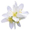 Jasmine Absolute & Myrrh Extract
