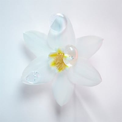 Edelweiss Flower Extract