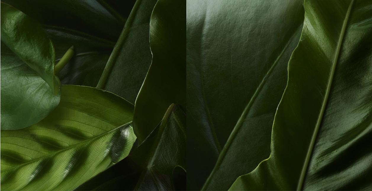 New Aura Botanica Hair Care & Styling Products  Kérastase