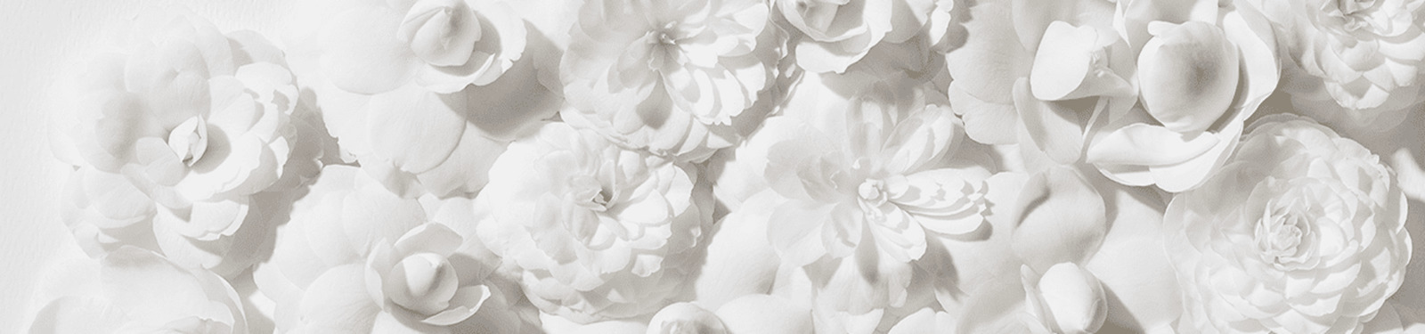 Camellia Oleifera Seed Oil Camellia Oleifera Seed Oil